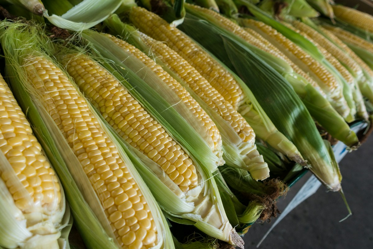 Harvested Fresh Golden Maize Cobs